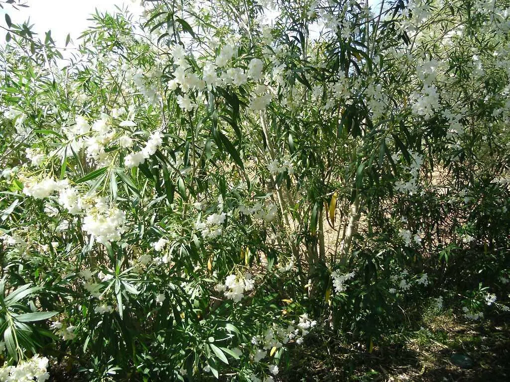סלבה Finca Son Olive בית כפרי